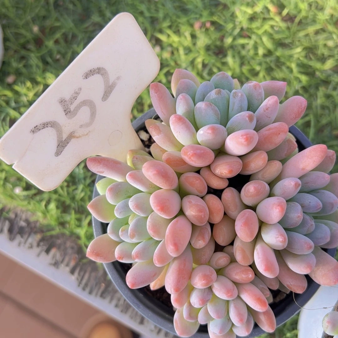 香玉的故事是一个人