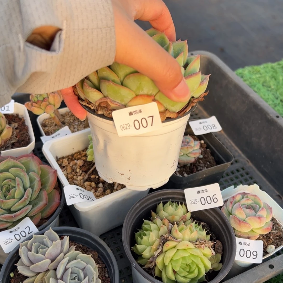 福利多肉6.29-007