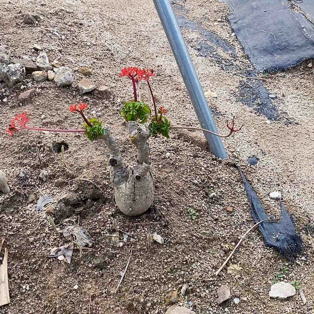 明**金000000000000000000