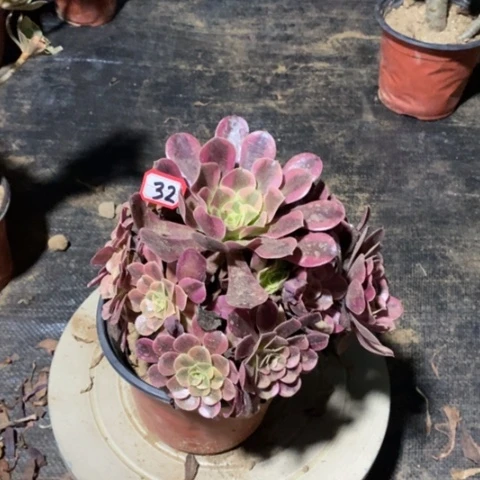 美杜莎捧花一物一拍