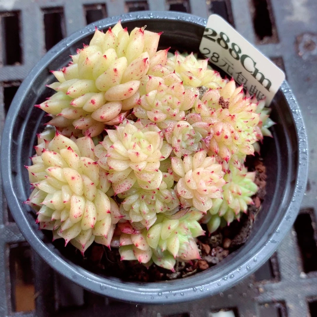 5厘米盆精控多肉288