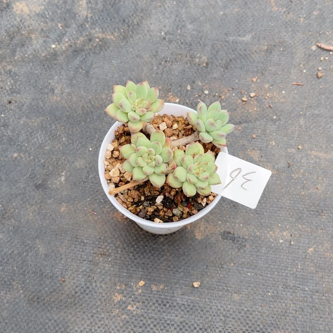 来**A0036青国青橙多肉