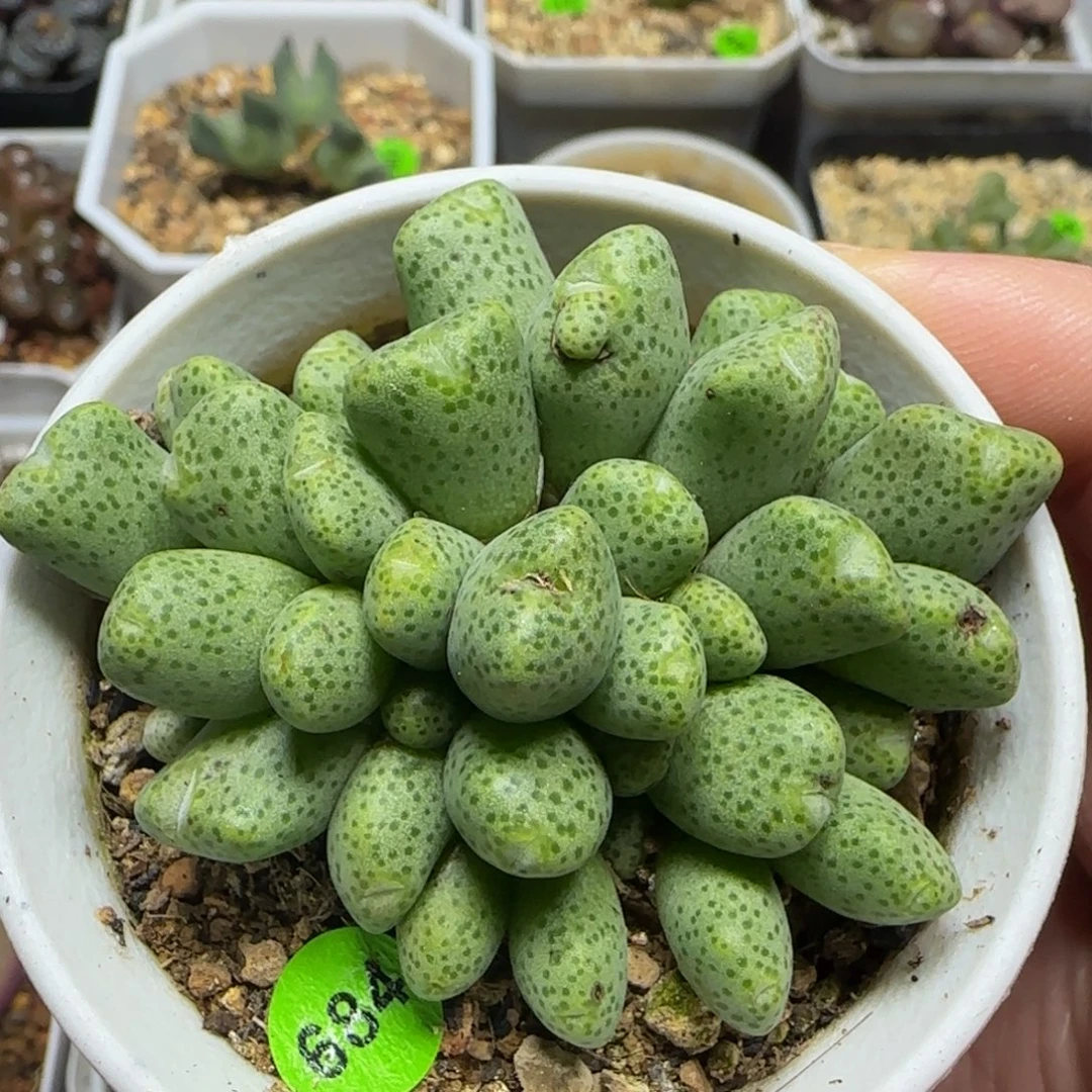 蟠桃斑马群37头多肉植物684