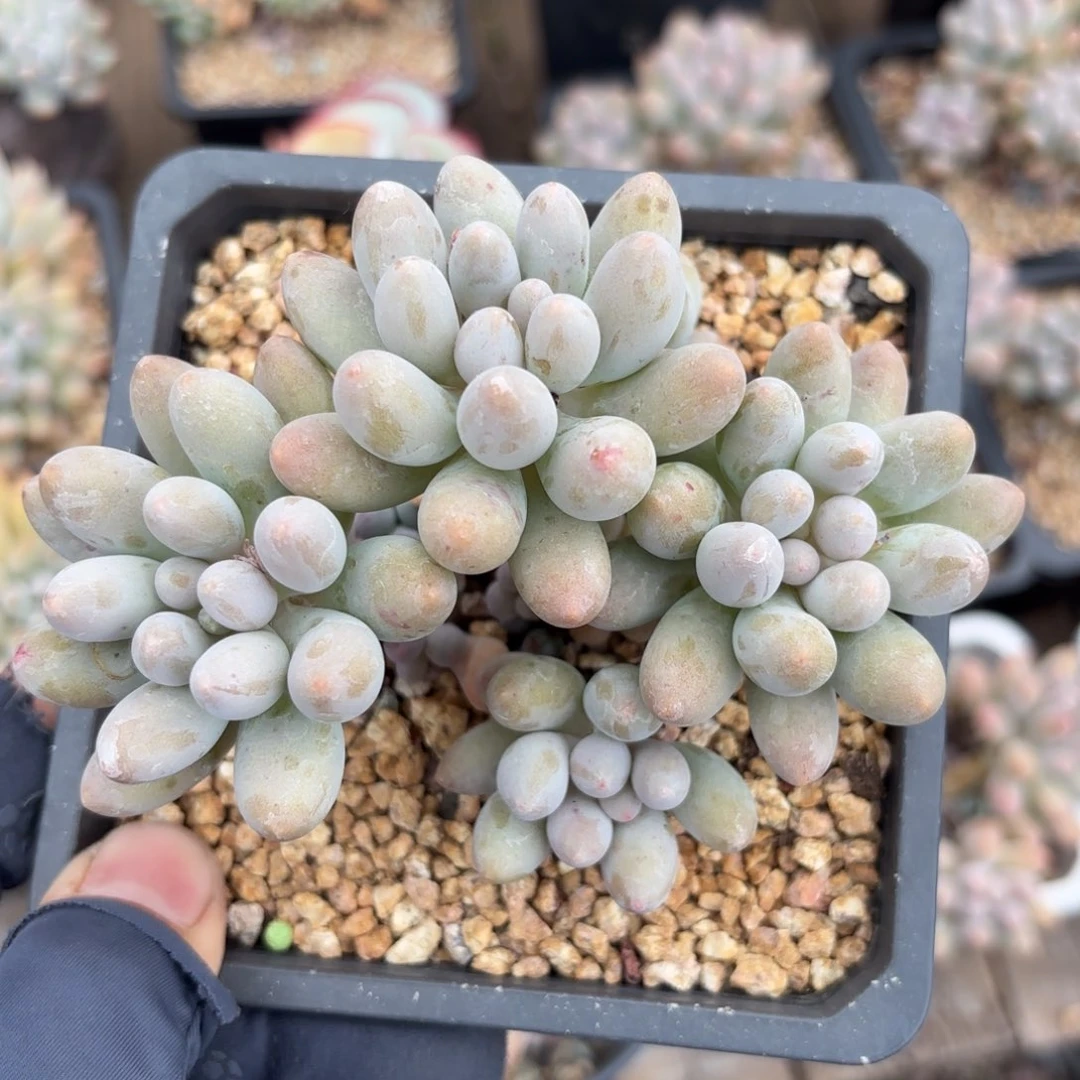 无花朵桃花奶一体无砍