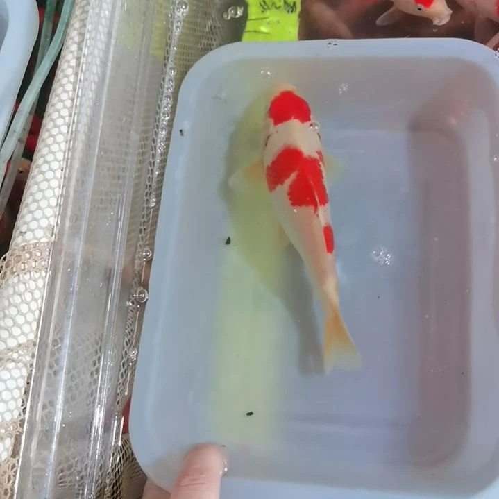 锦鲤李*精品红白一条