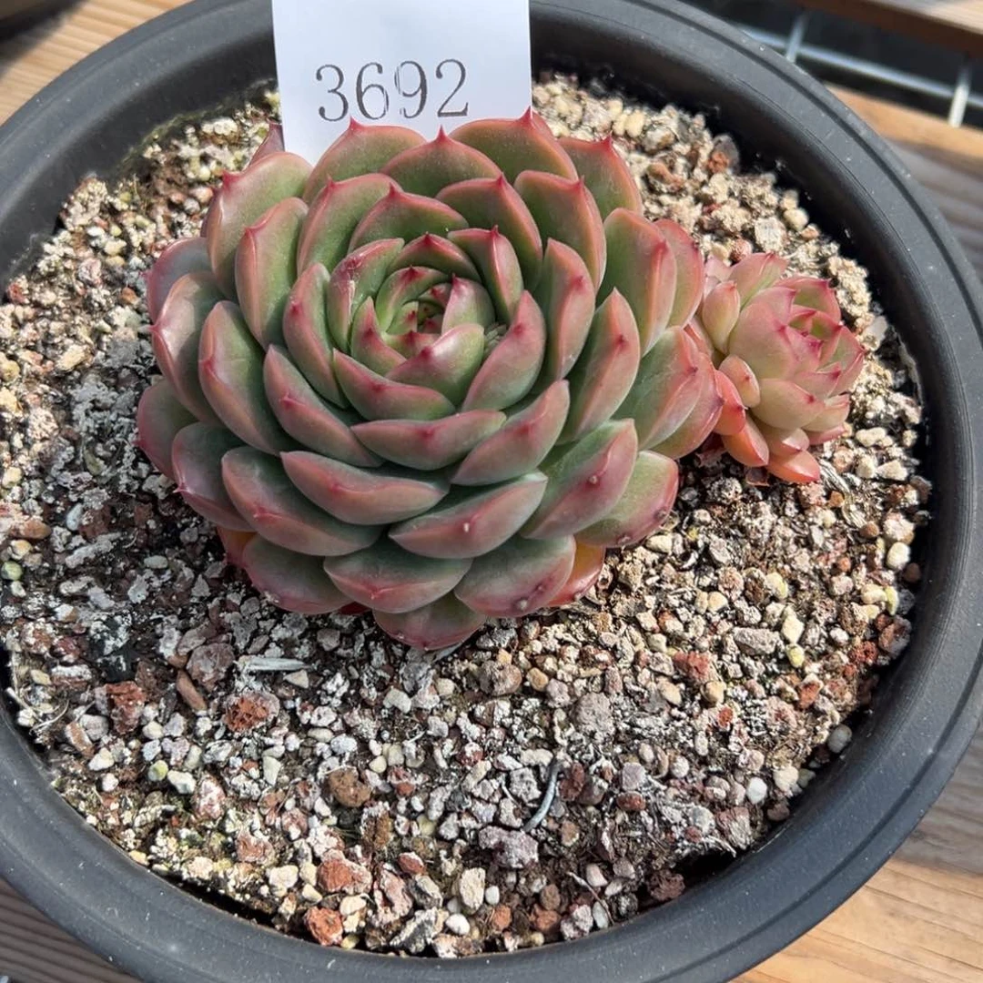 郭**°3692多肉多肉多多多多