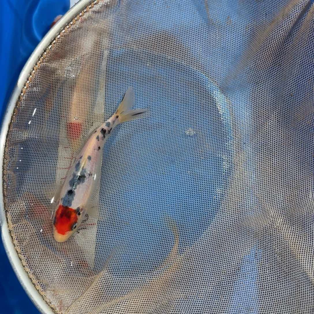 海水鱼纯进口阪井米兰小姐