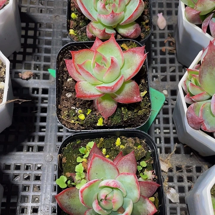 6.5方惊鸿带哦土发货