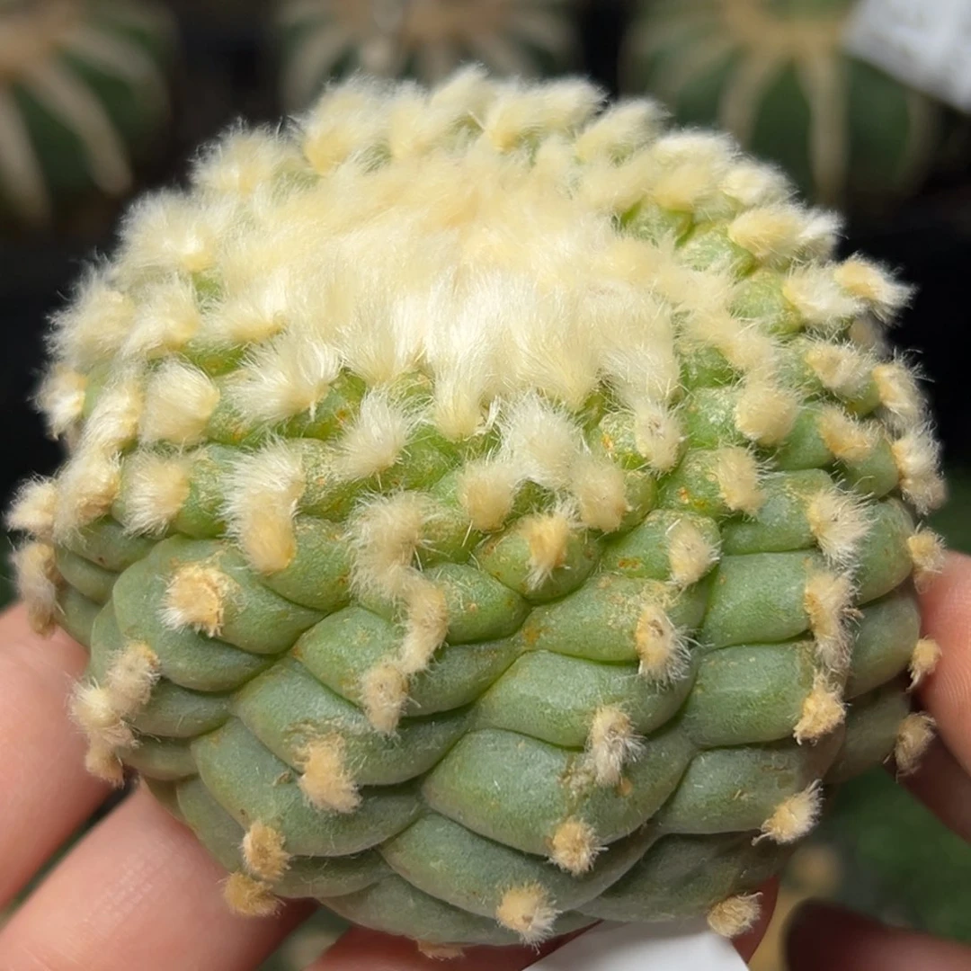 2。落地无根 四月上盆