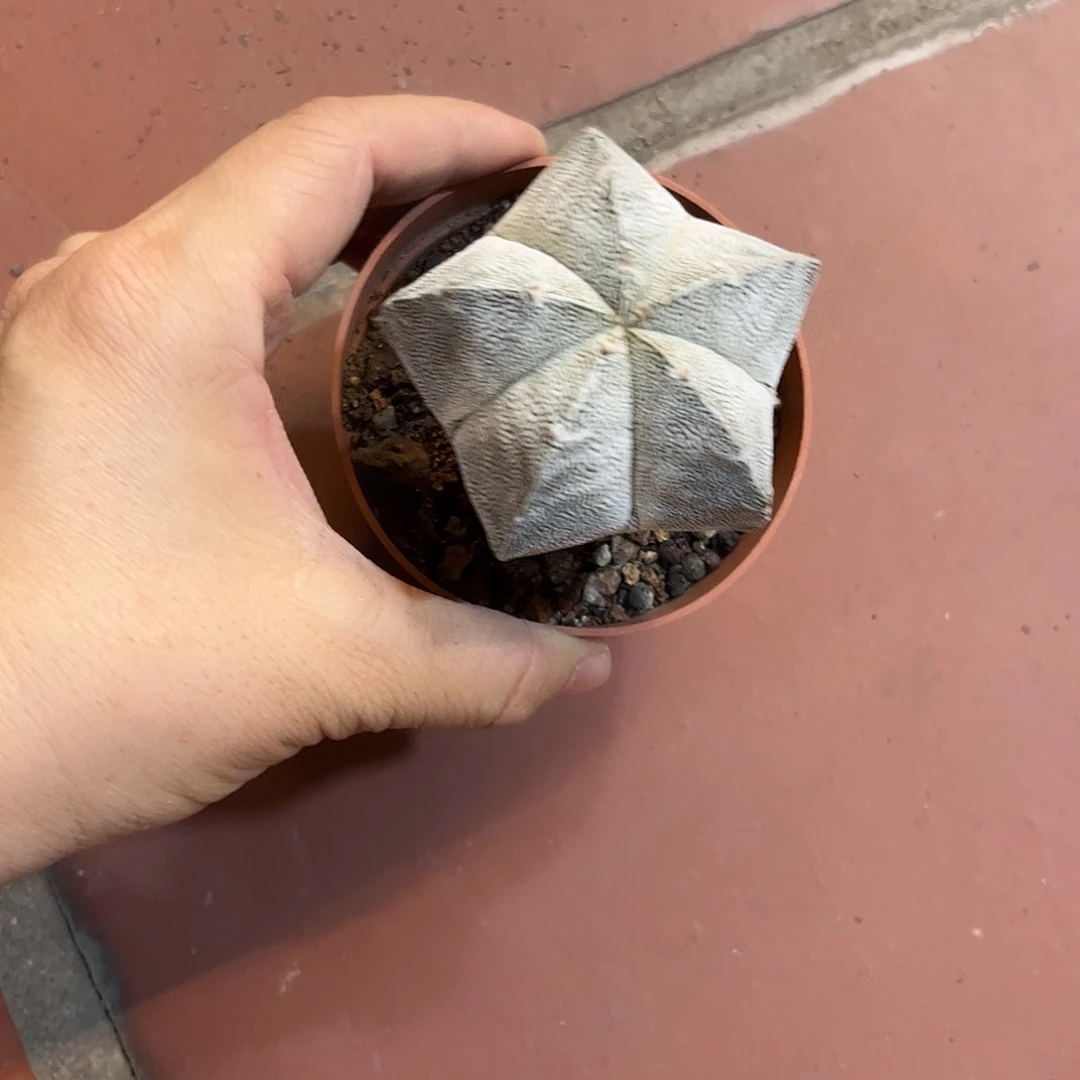 白***糖仙人球鸾凤玉实生