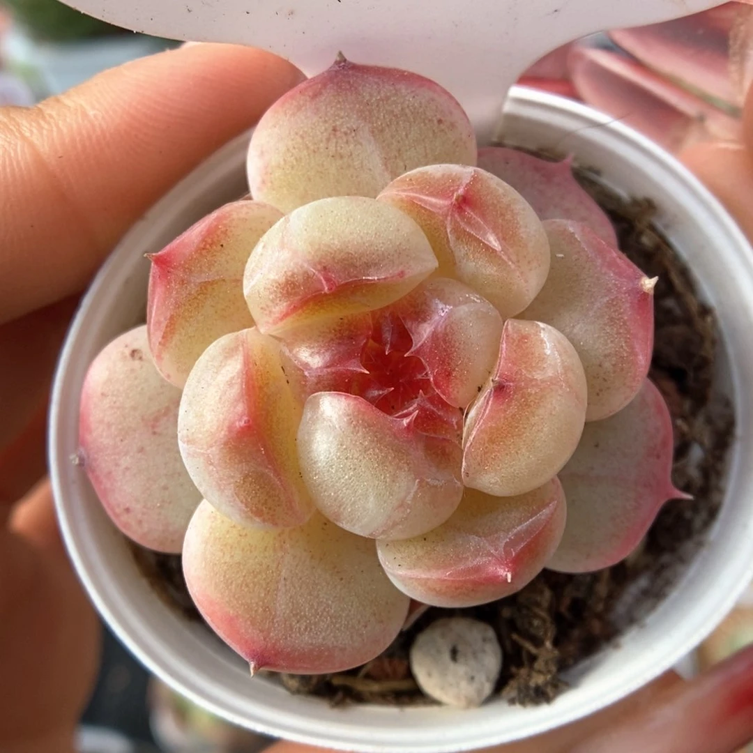 糖心珍妮可拍384号。