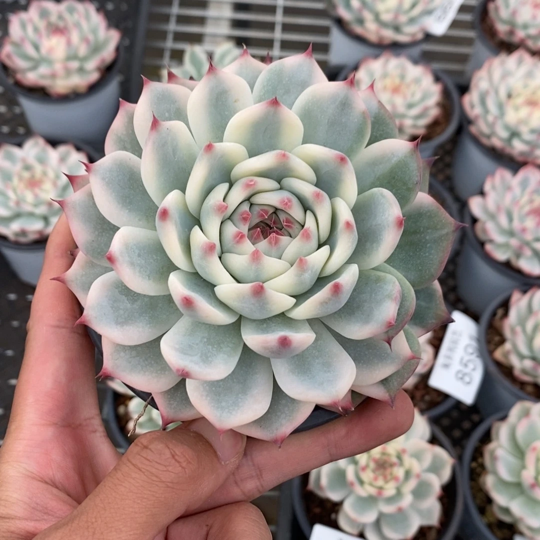 吉娃娃锦多肉植物8603