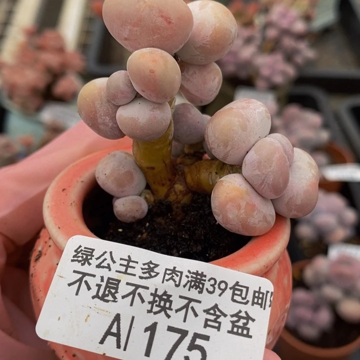橙奶老桩175多肉植物