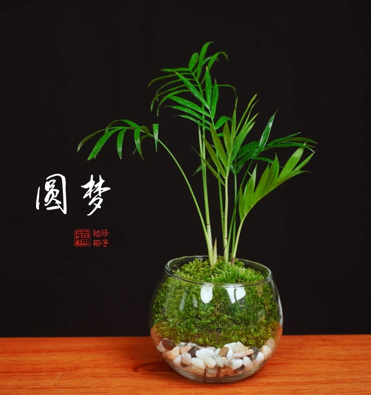 【圆梦】袖珍椰子树圆球杯创意绿植桌面红火山石苔藓微景观10*8