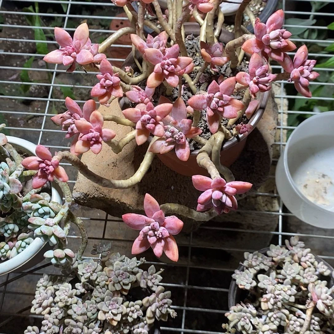 爱****友秋丽带盆带土1颗