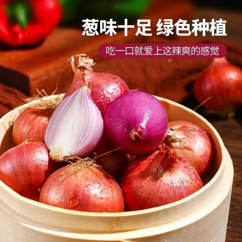 迷你小洋葱2025新上市正宗小葱头单粒圆葱珠干香葱头红葱头毛葱