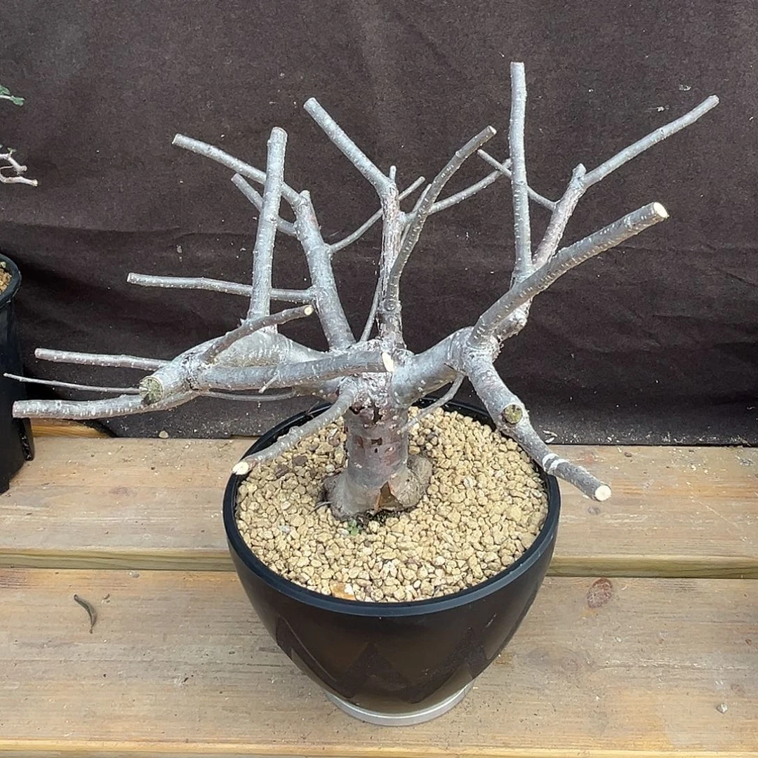 汤圆植物奥比克橄榄