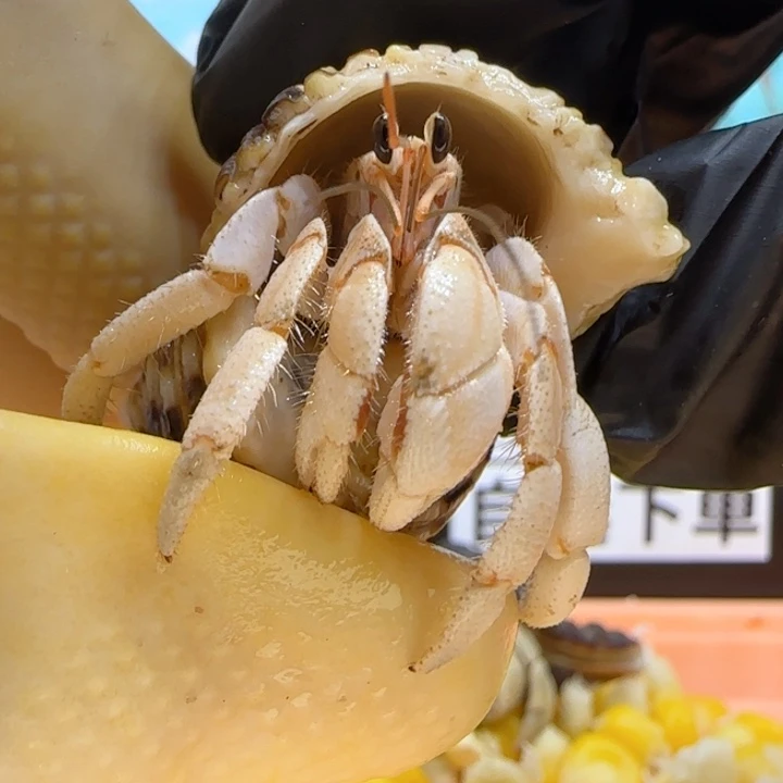 A40奶黄包 灰白1.4cm口径