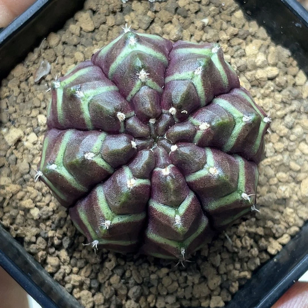 无花朵泰系实生根,梦想