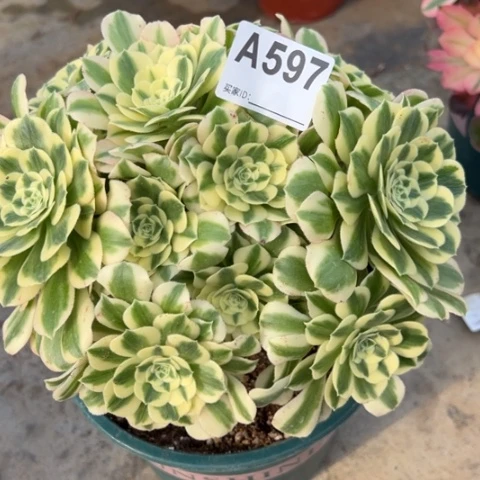 597迈巴赫朵朵20厘米左右