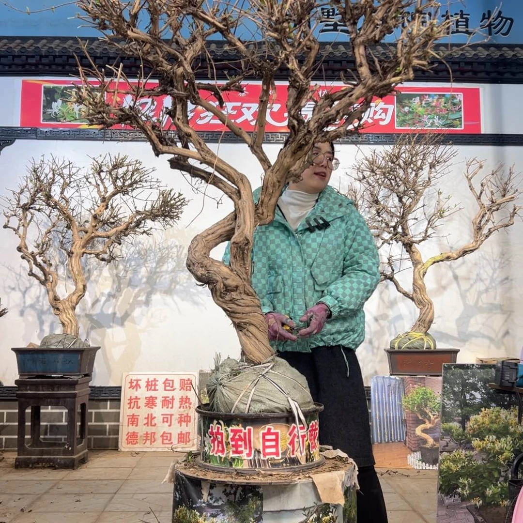 无花朵金银花5888