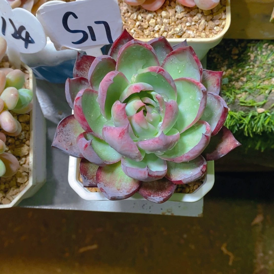 浅惊鸿仙子单头多肉植物