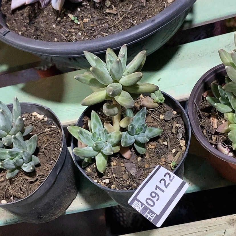 【闪购商品】彼***开乌拉克拉09122