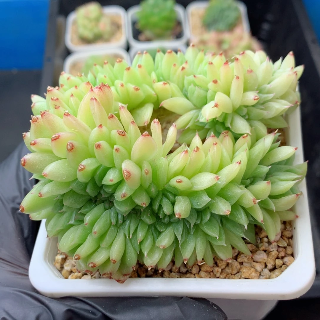 58包邮  群生不包整 185