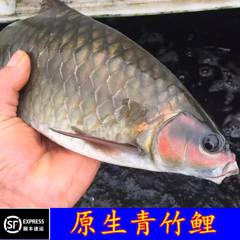 原生青竹鲤 溪流鱼 黄鳍军鱼 凤仙子 倒刺鲃 吉罗系列观赏鱼