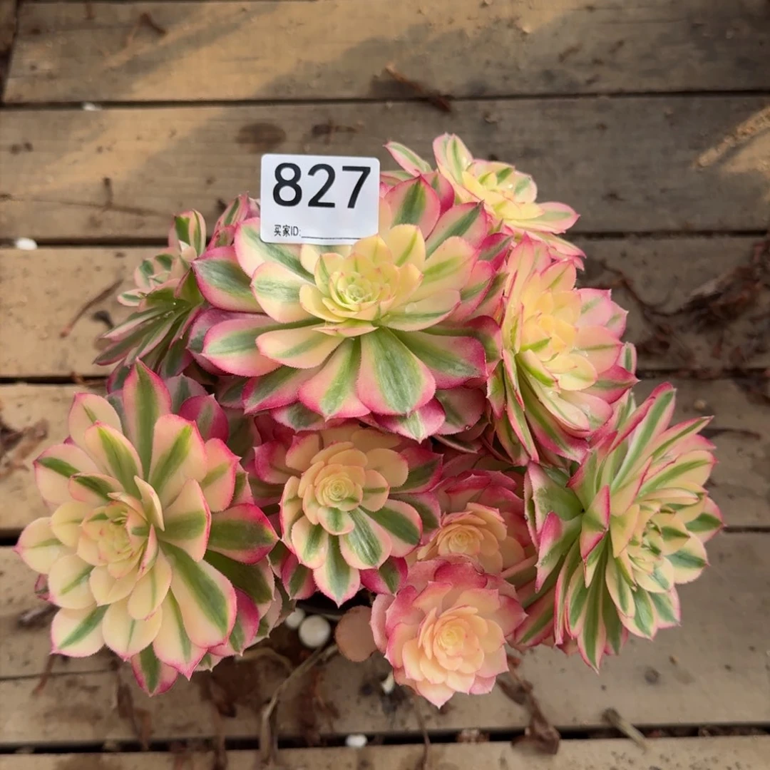 【闪购商品】827多肉