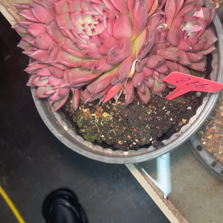 小***…866///////=============
