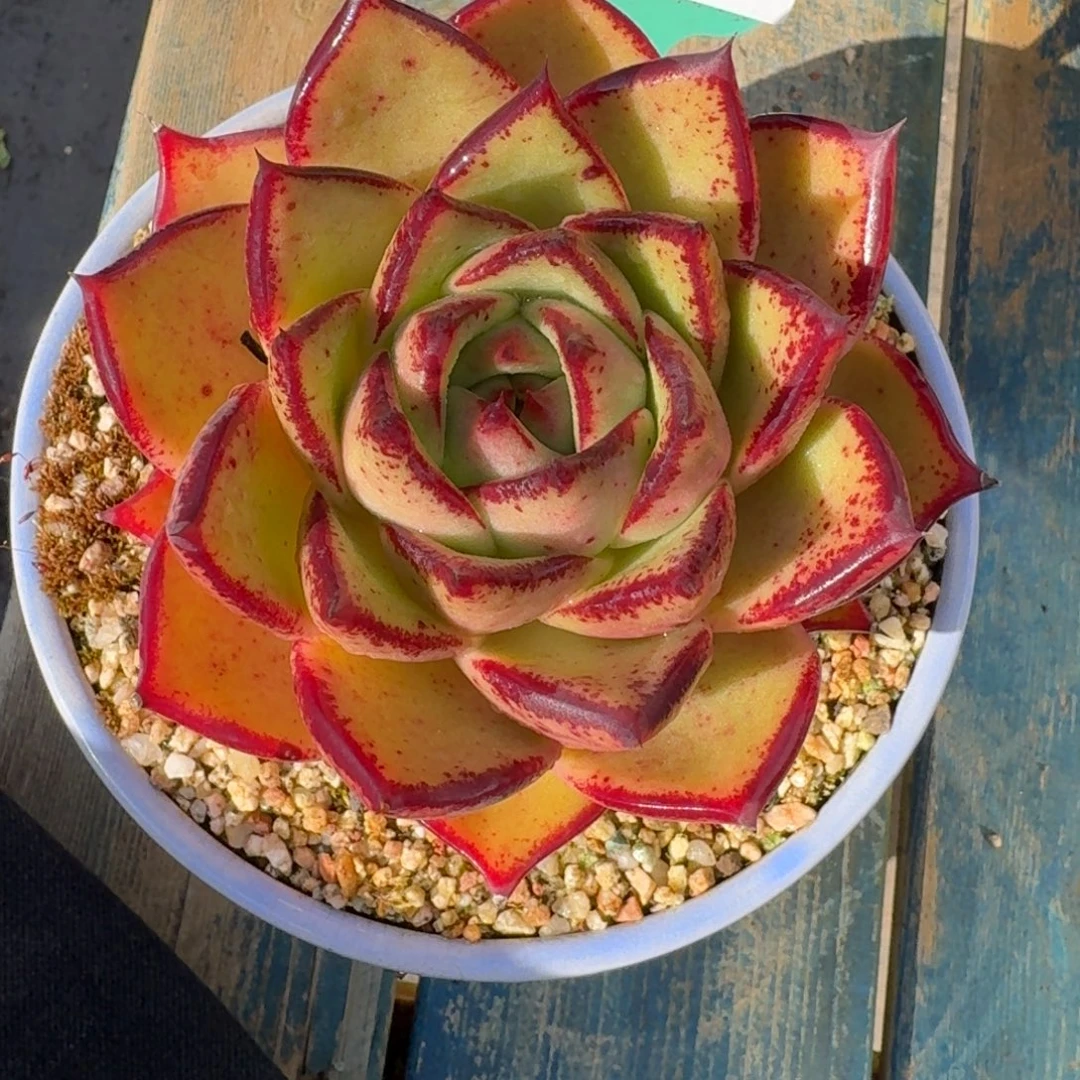 从前慢多肉精选编号1222.97