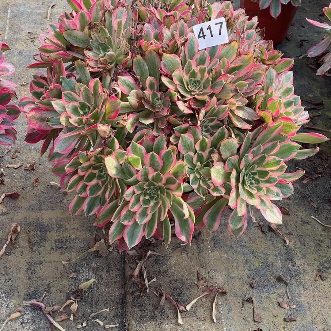 多肉植物女巫417