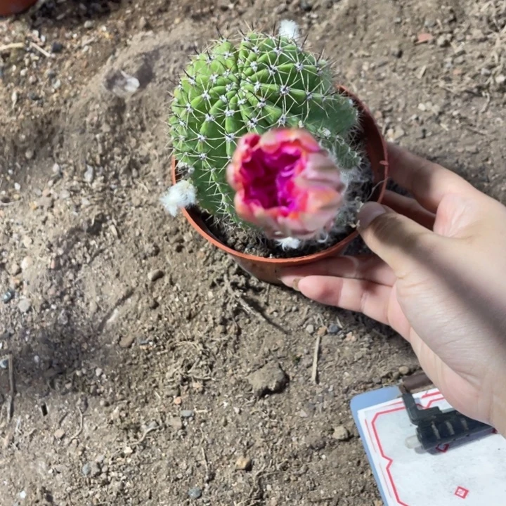半***雅实生彩草摘花脱土