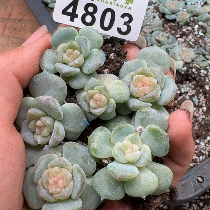 多肉植物多肉植物