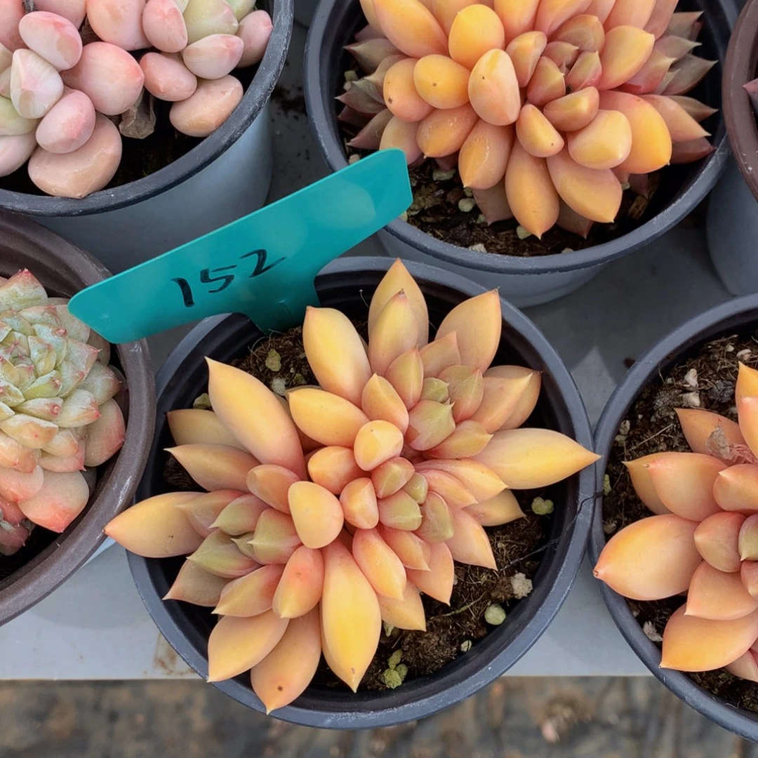 红象牙727277272272