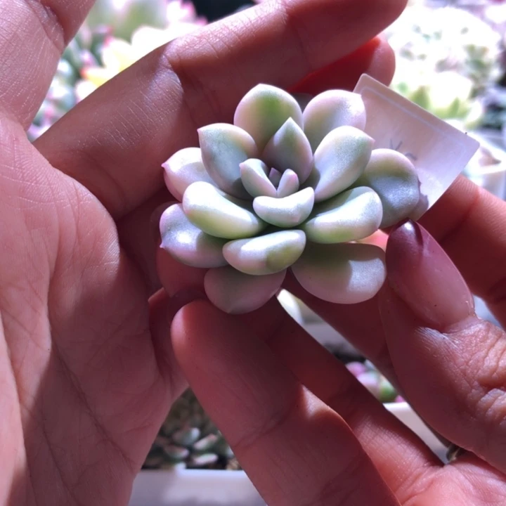 花斑鹿覆轮锦砍头有杆子