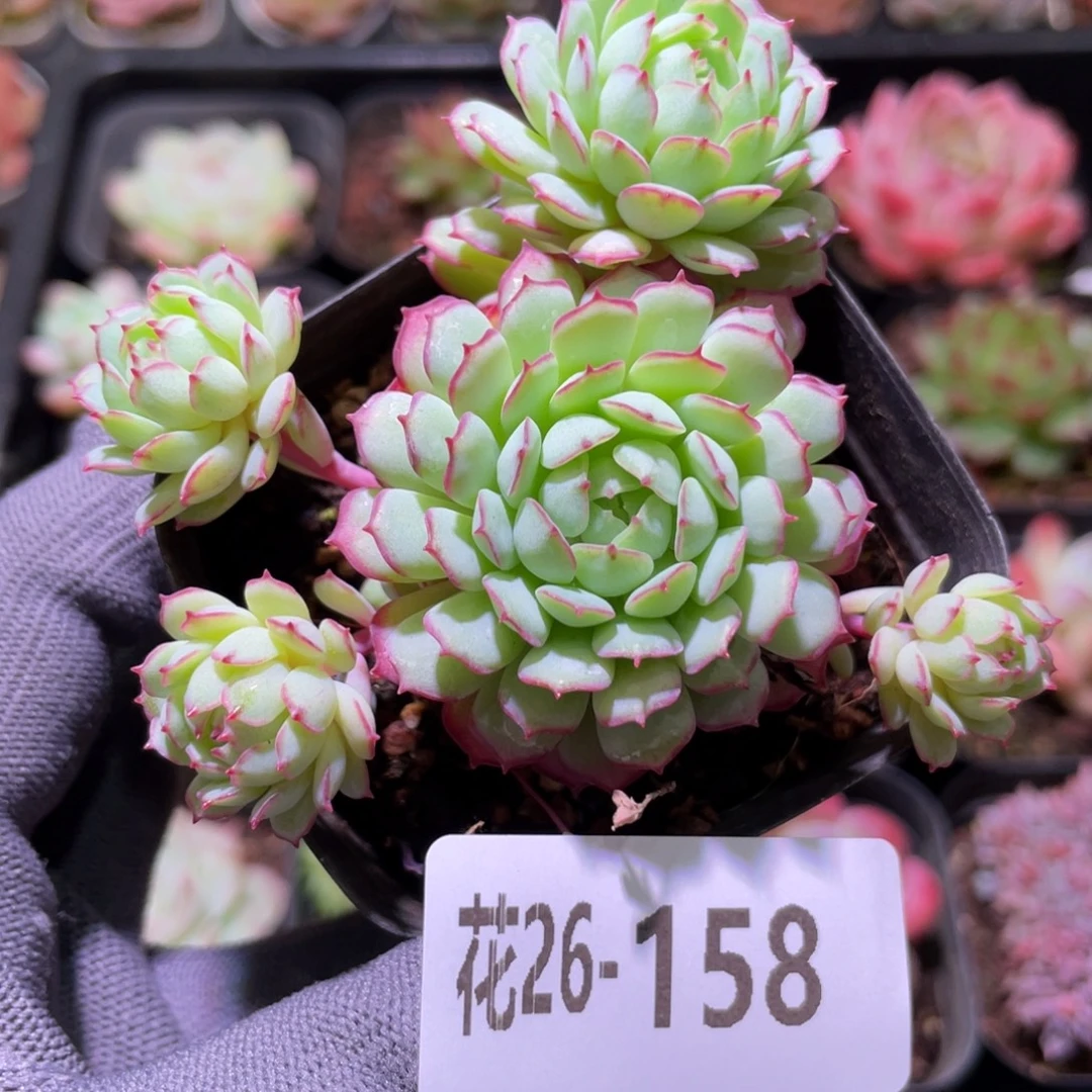 花利美26-158小红船