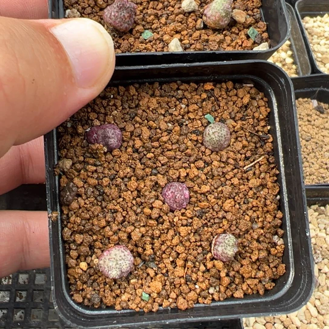 13-335量拍1425.962粉斑马一颗