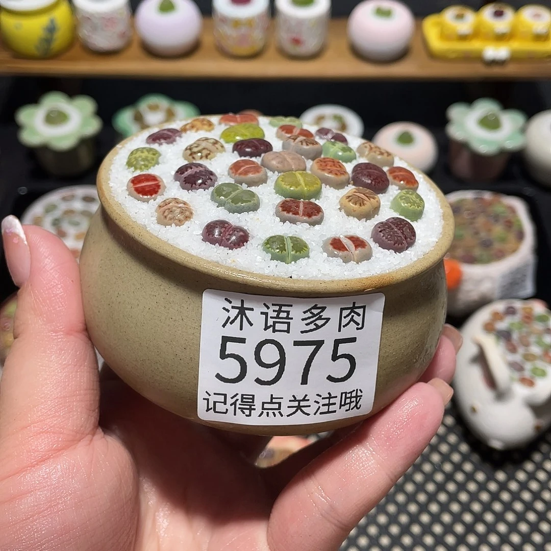 带盆土植物 一物一拍5975