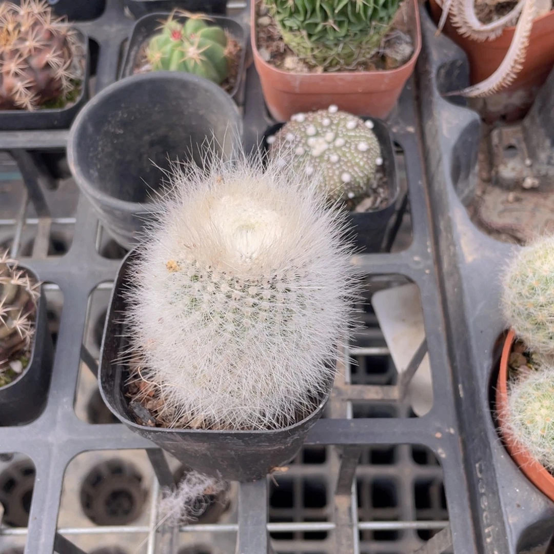 单头白小丁仙人球多肉9.9包邮发货