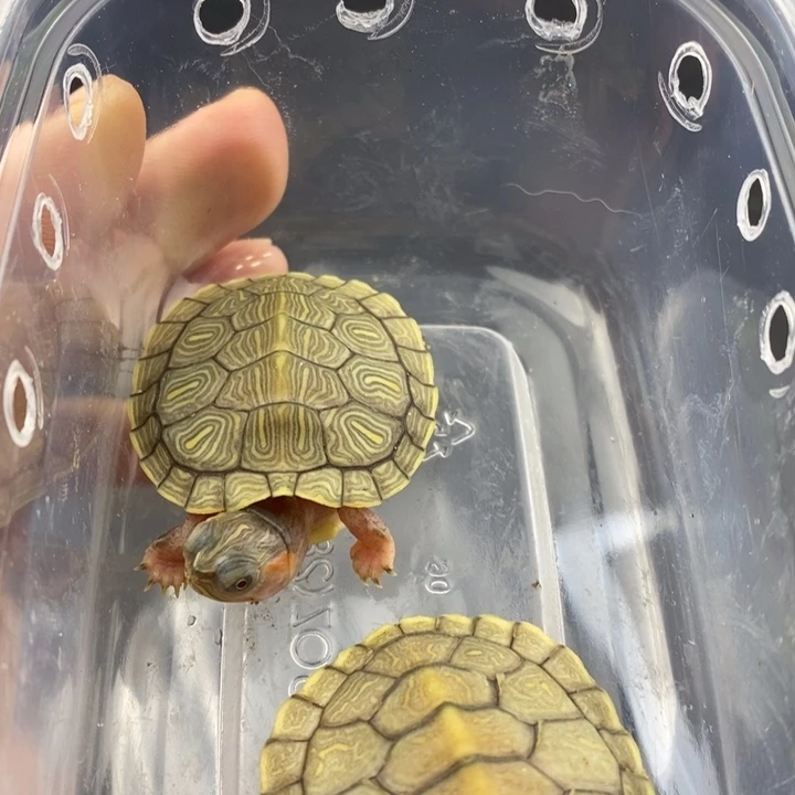 巴西彩龟母6666666