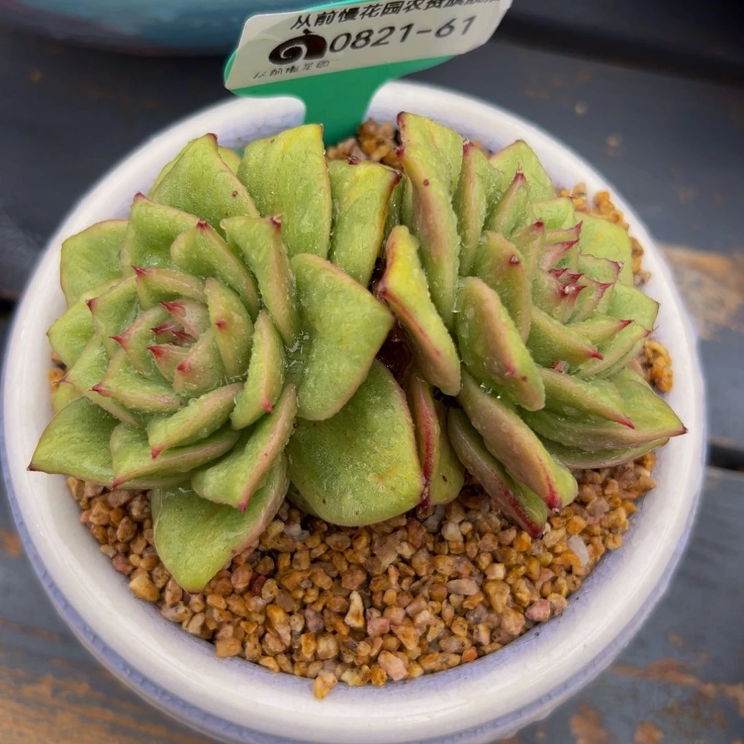 多肉一物一拍0821-61