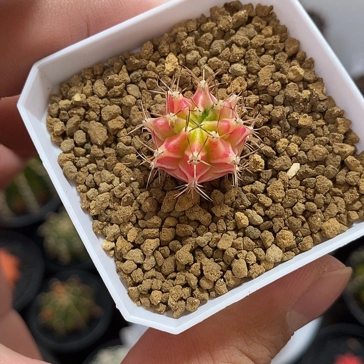 彩虹梦侧芽——元旦福利21