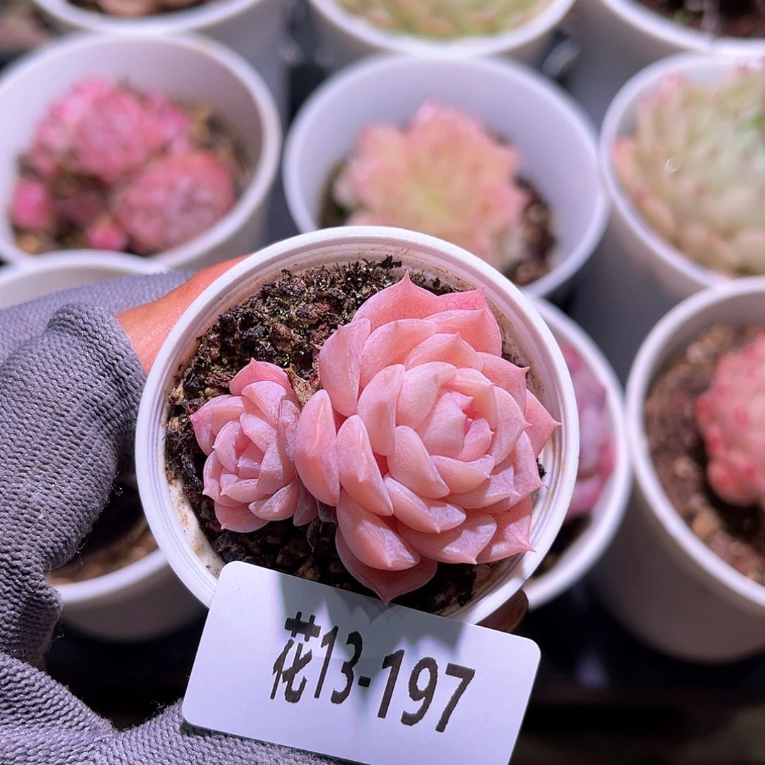 花13-197纯爱带仔