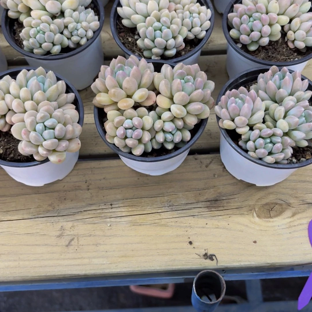 ?****宝奶糖多肉美美哒的