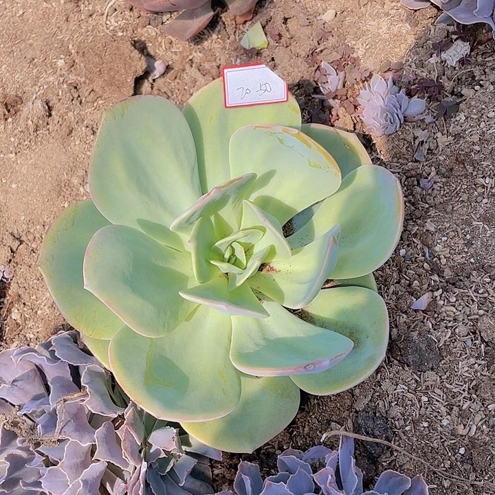 白凤大砖头20杠50号