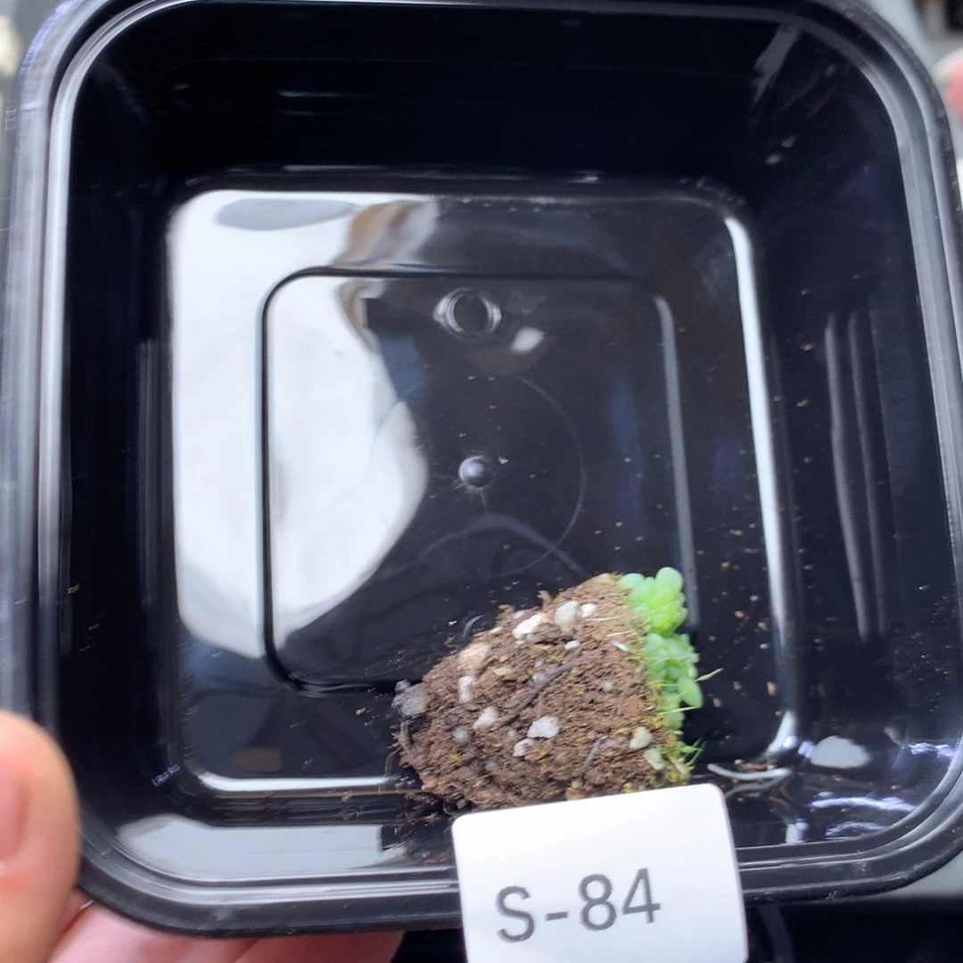 默***默无花朵S84月英语英语