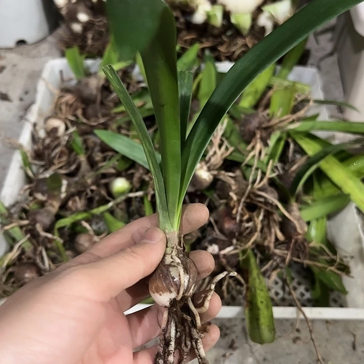 诗情画意2cm，裸球发货