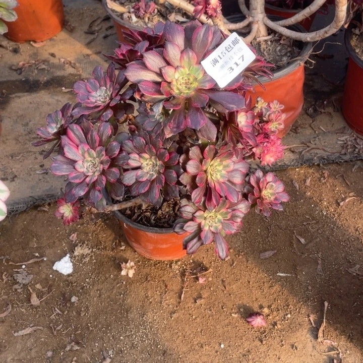 317烟花法师多肉不售后